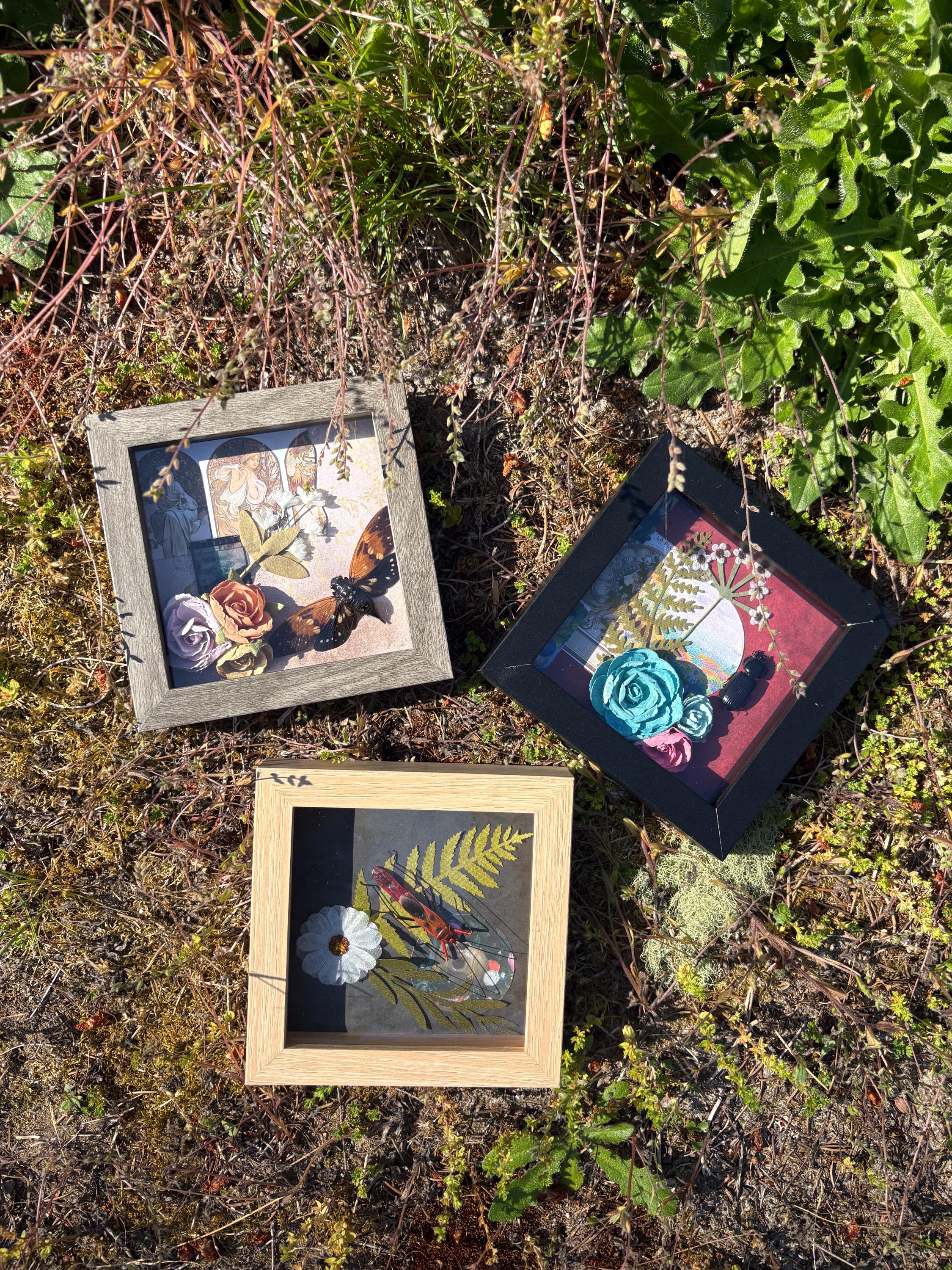 3 preserved framed bugs