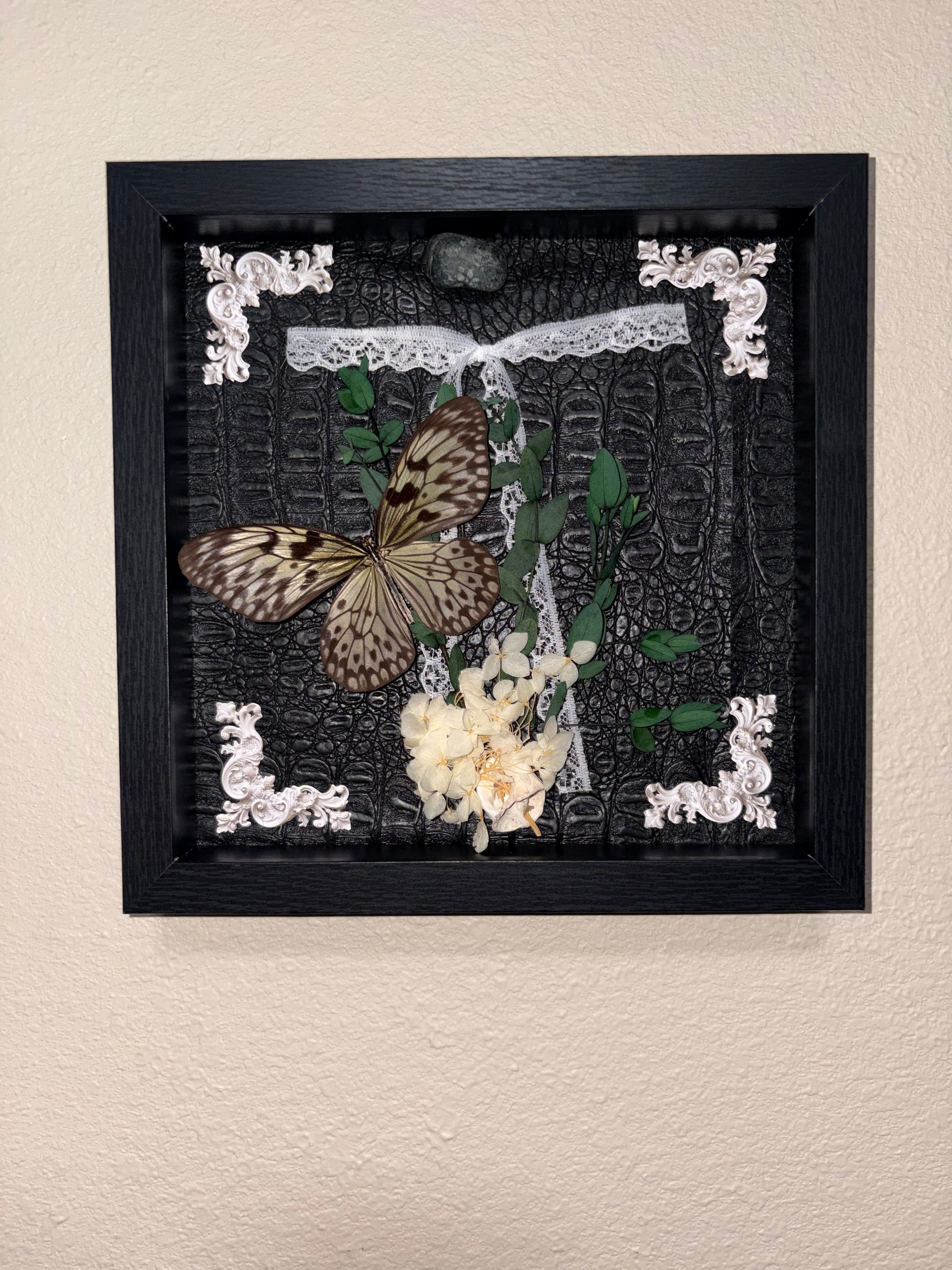 Idea leuconoe, shell and lace