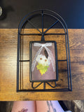 Framed bug art