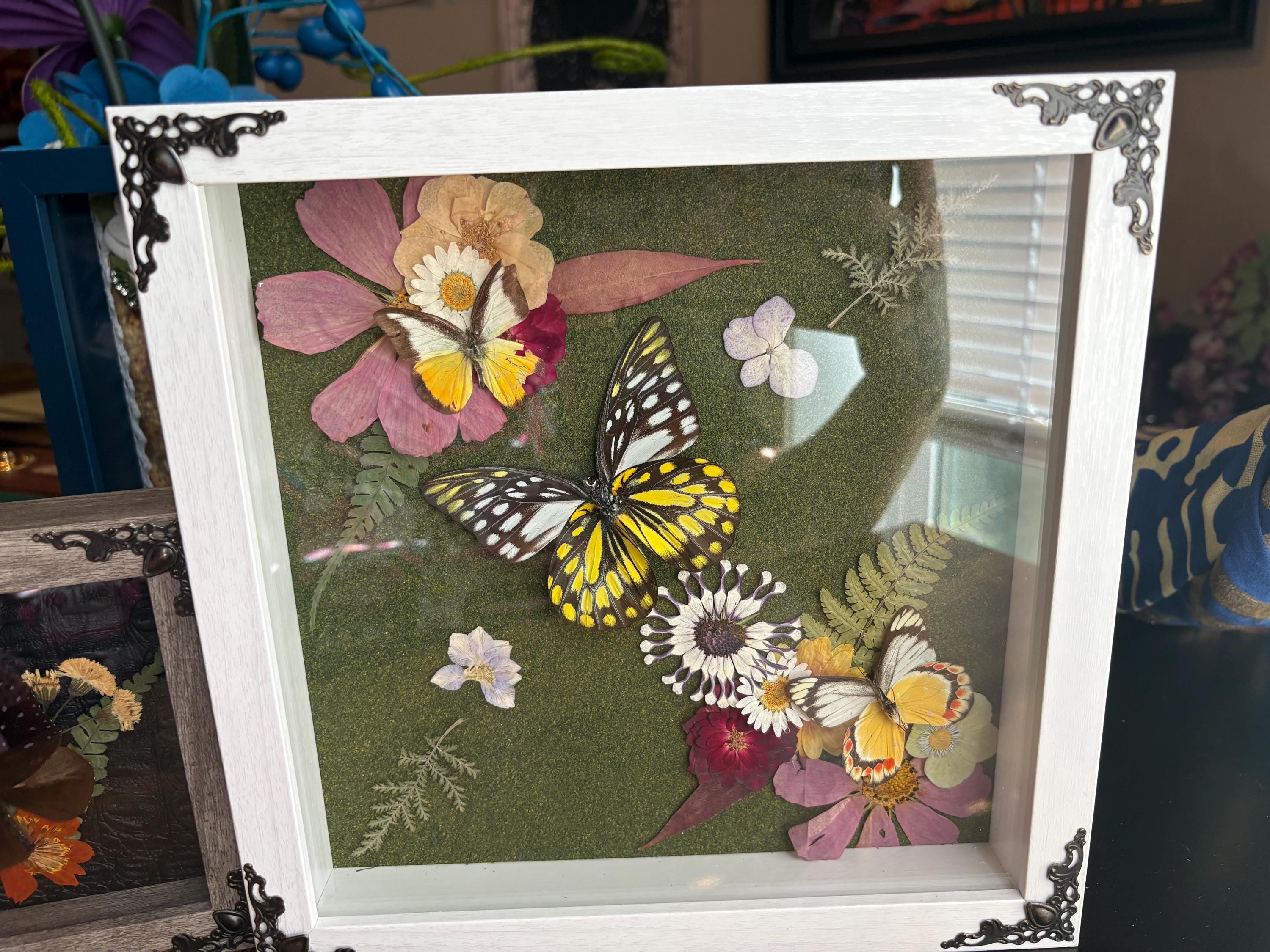 3 preserved butterflies