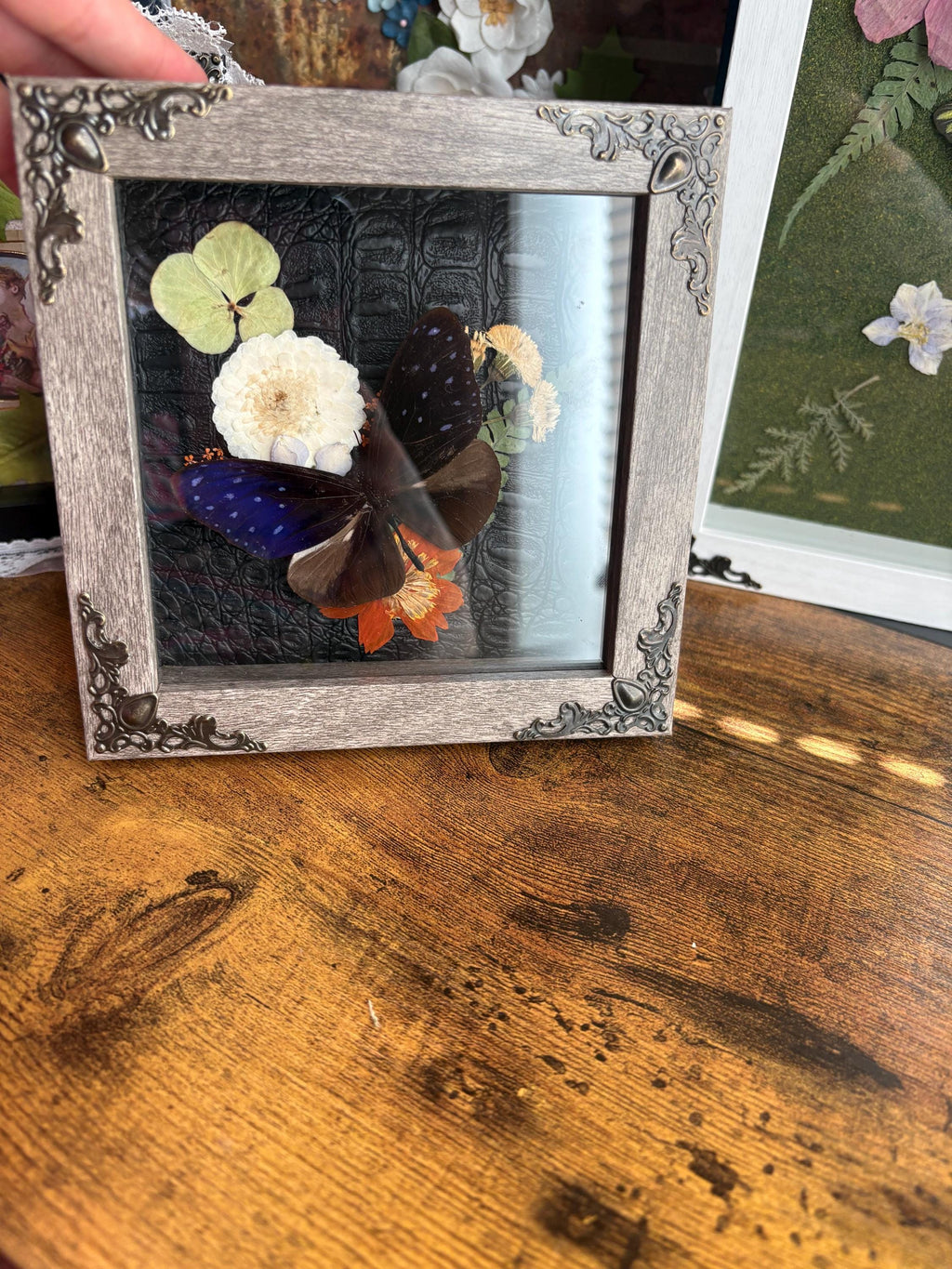 Pinned Butterfly Shadowbox Art – Preserved Insect Display