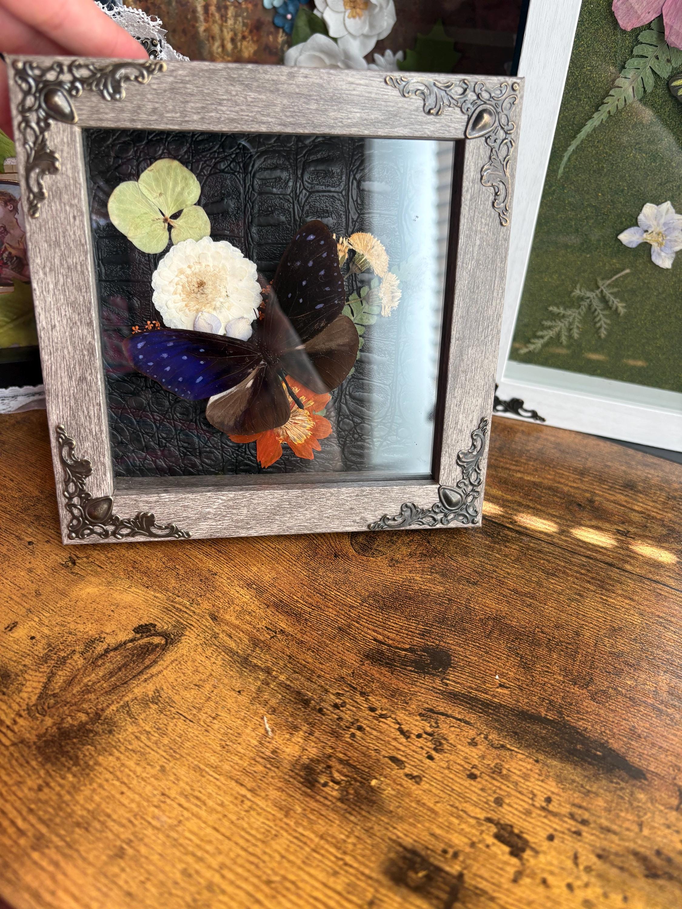 Pinned Butterfly Shadowbox Art – Preserved Insect Display