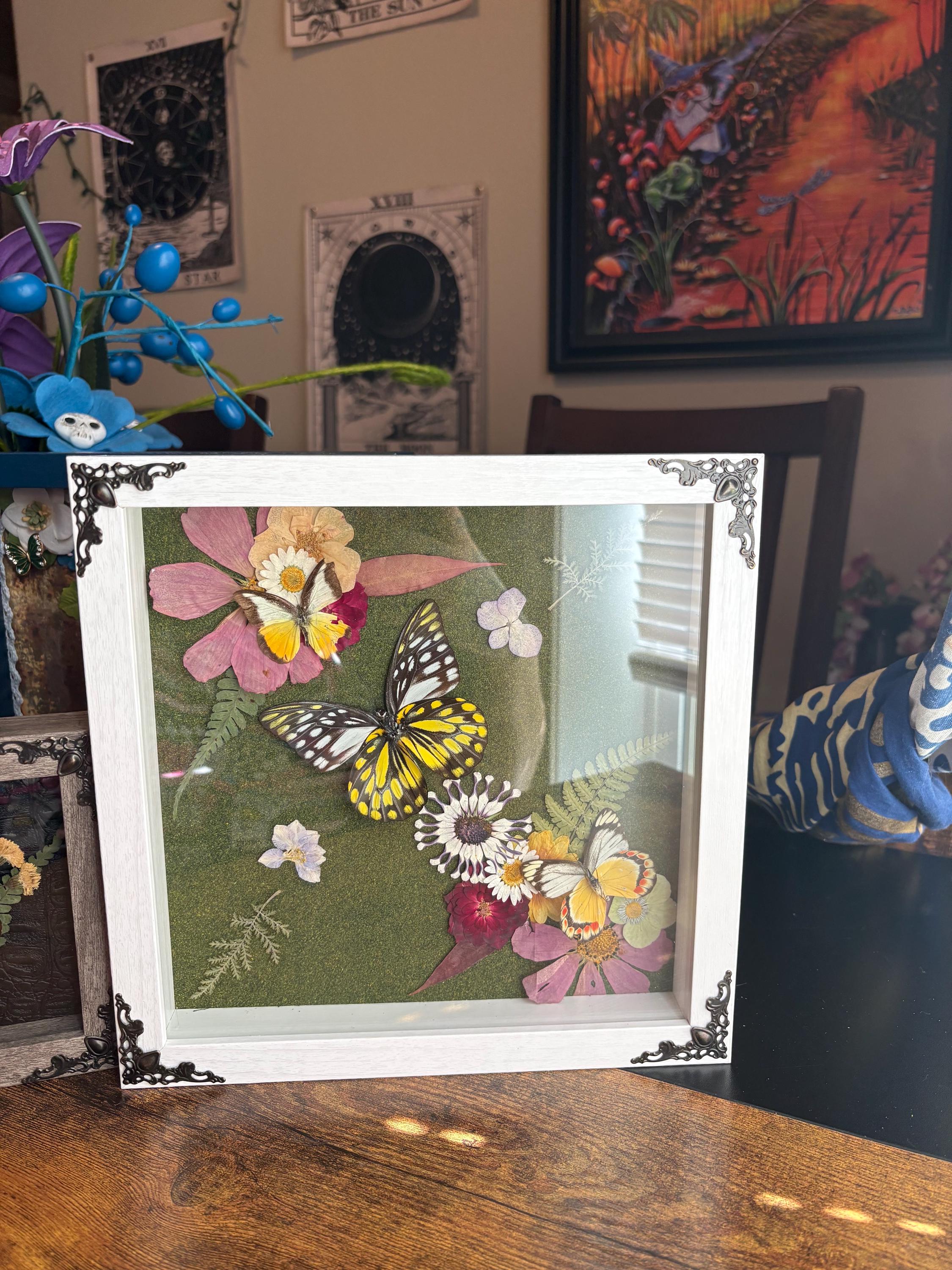 3 preserved butterflies