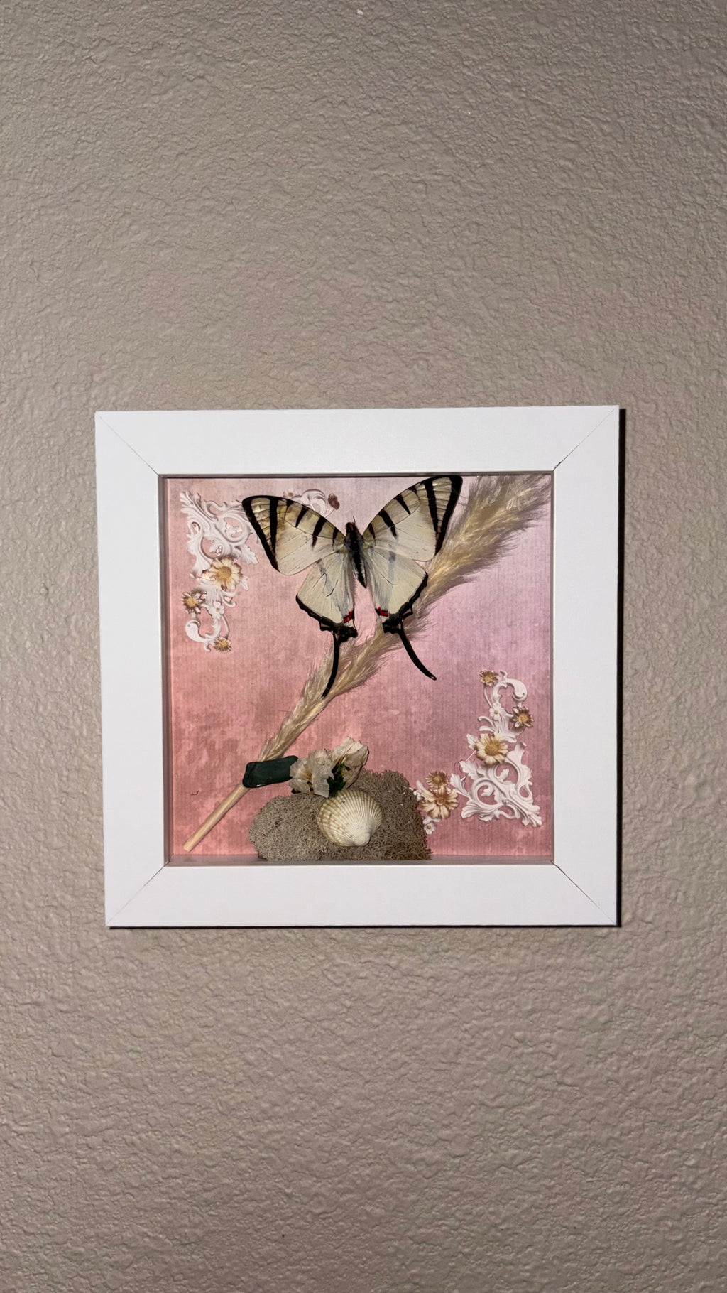 Preserved Graphium agetes, shells and sea rocks