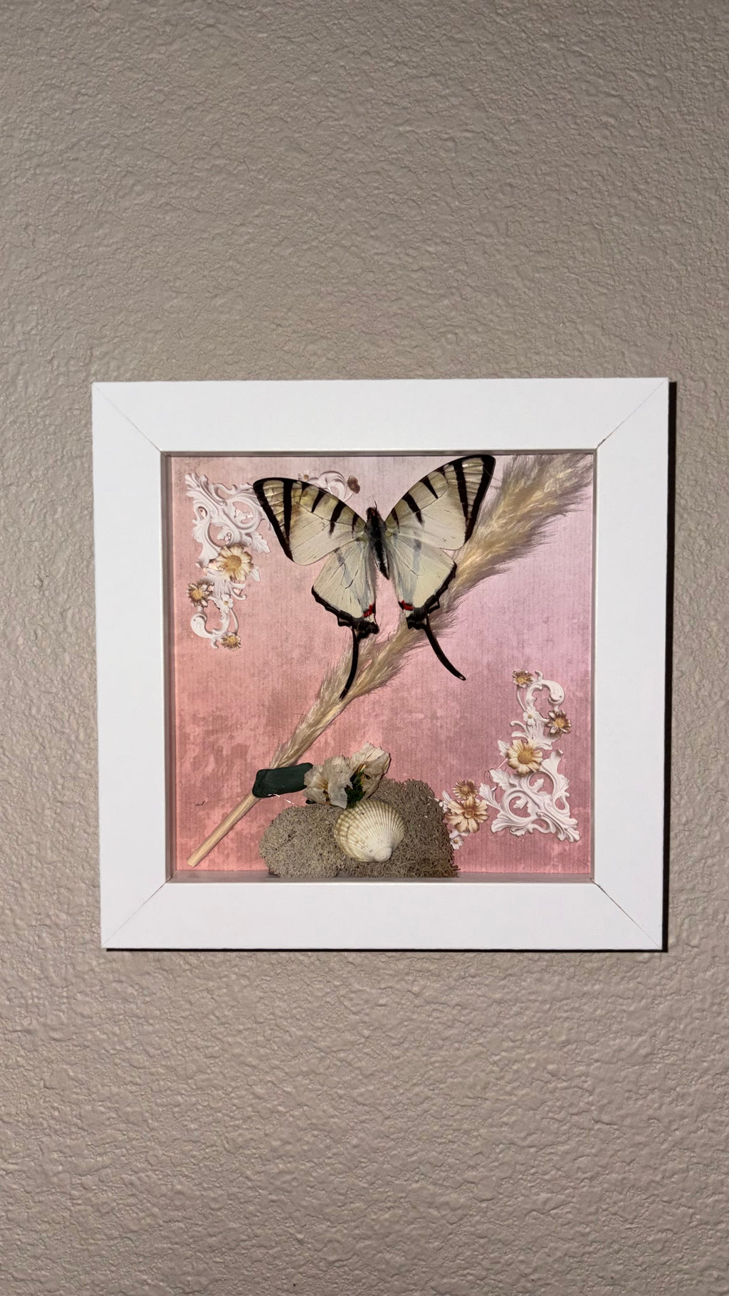 Preserved Graphium agetes, shells and sea rocks