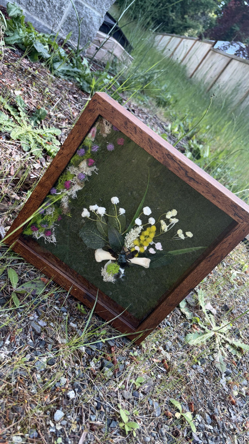 Preserved Blue bee