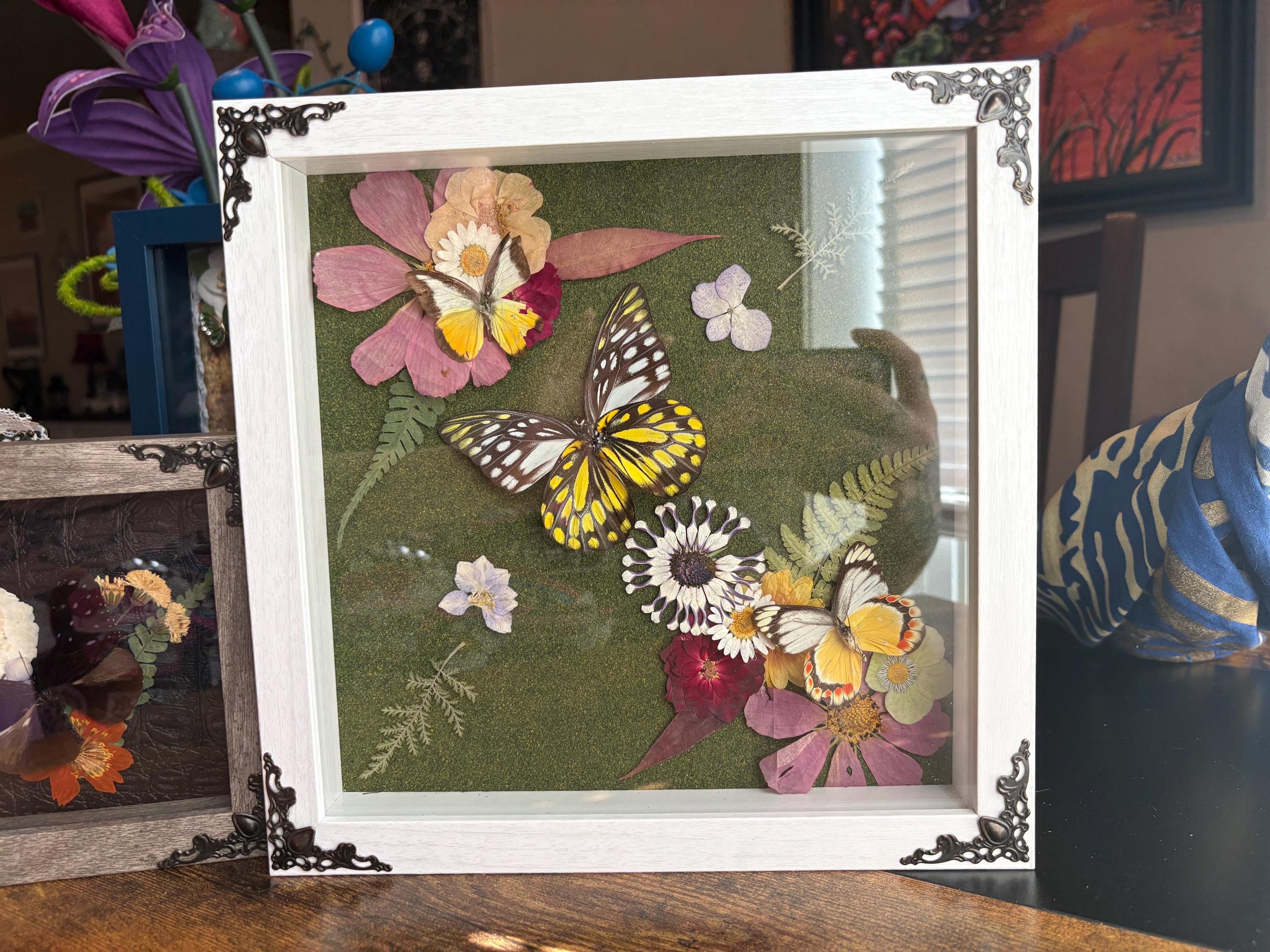 3 preserved butterflies