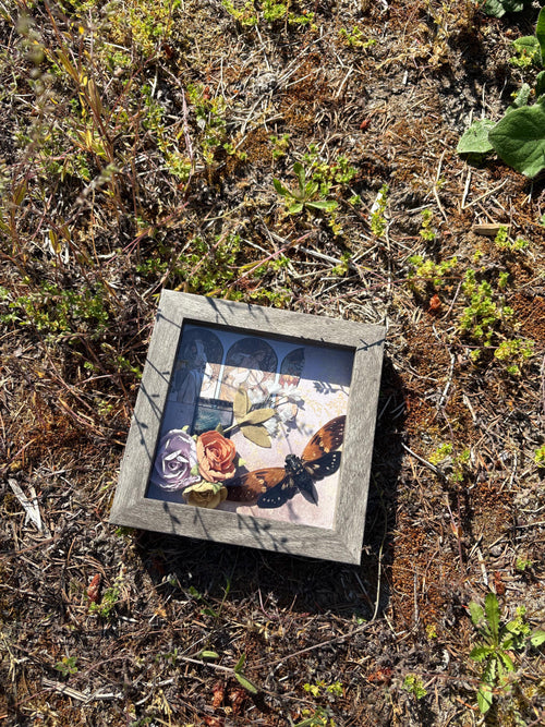 3 preserved framed bugs