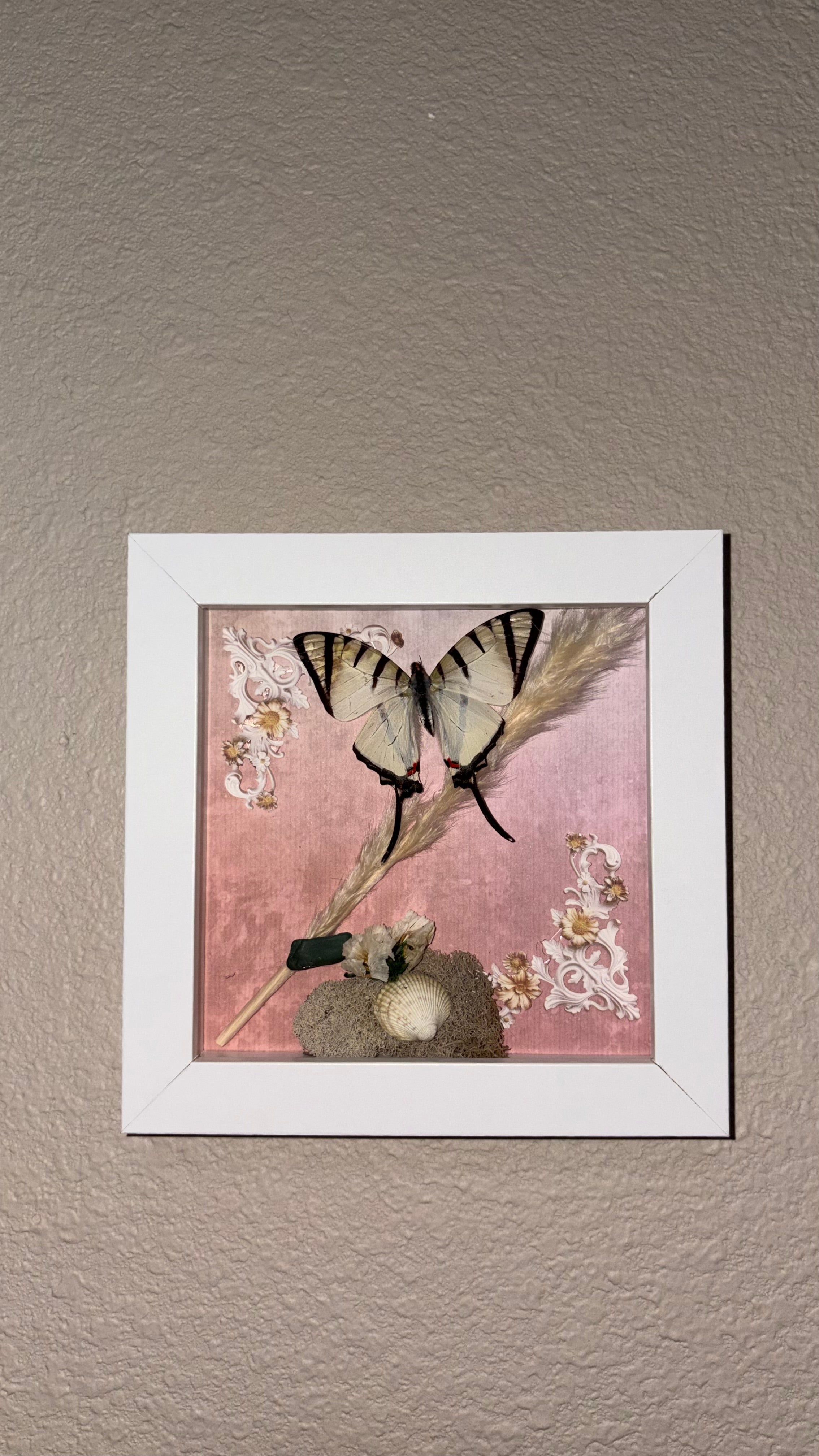 Preserved Graphium agetes, shells and sea rocks