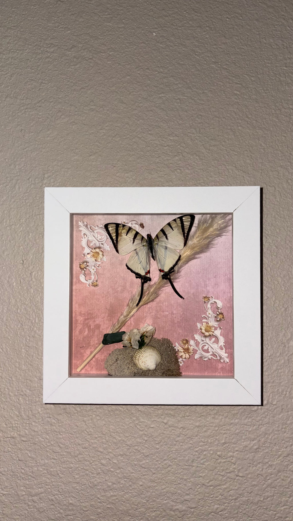 Preserved Graphium agetes, shells and sea rocks