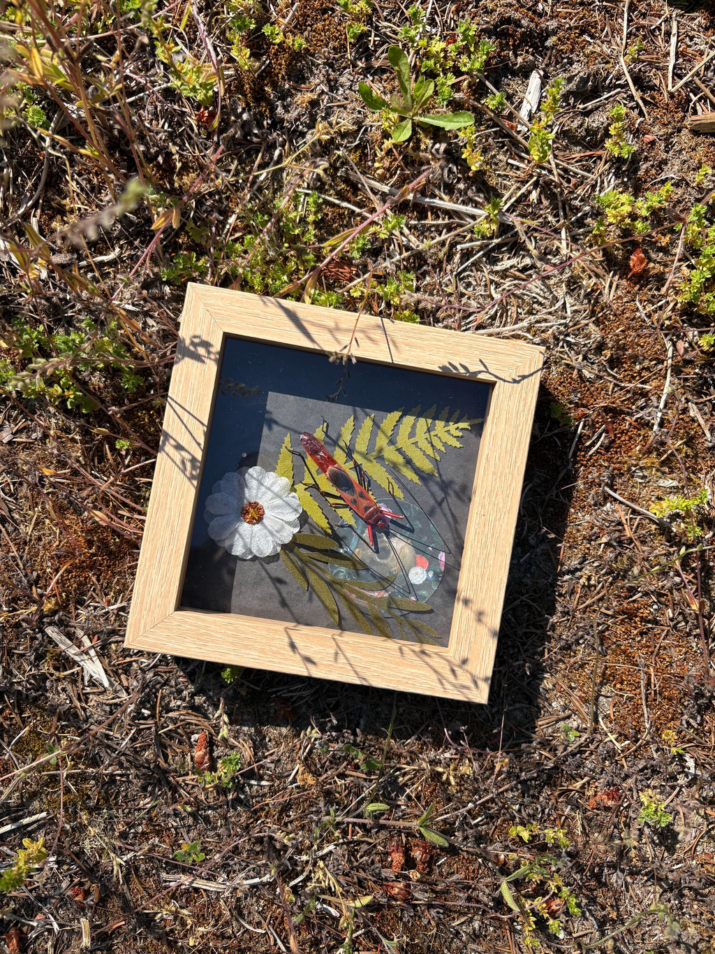 3 preserved framed bugs