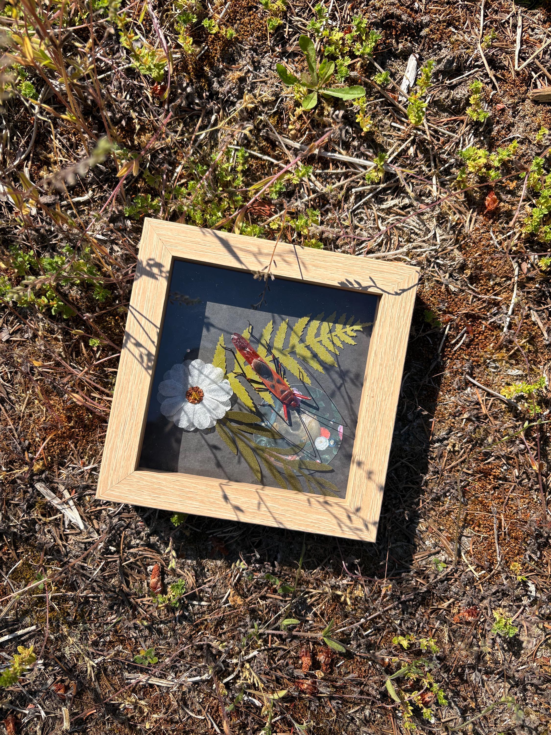 3 preserved framed bugs