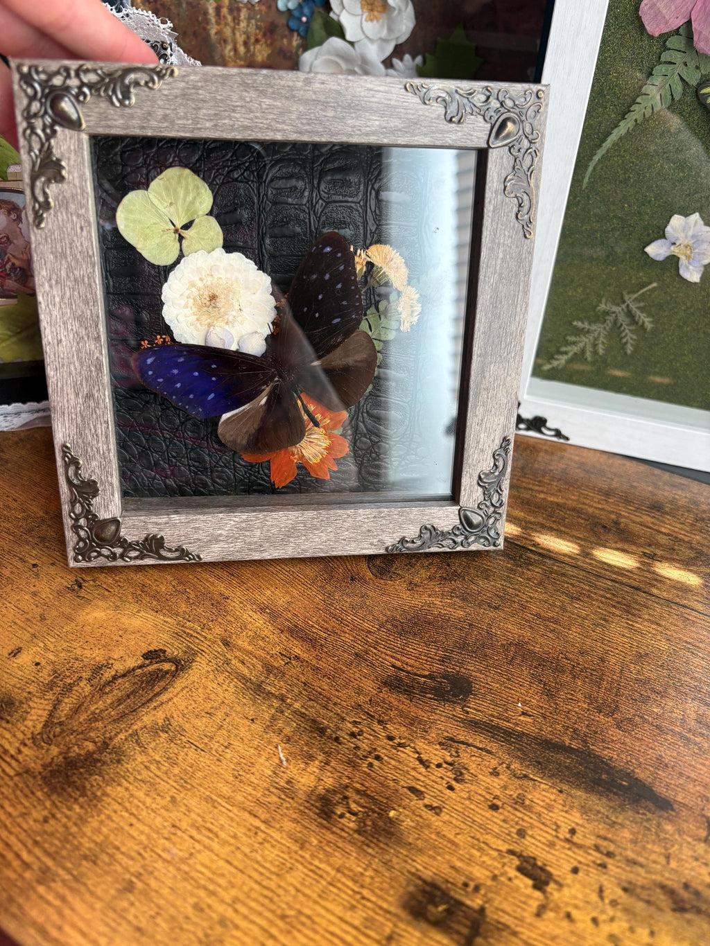 Pinned Butterfly Shadowbox Art – Preserved Insect Display