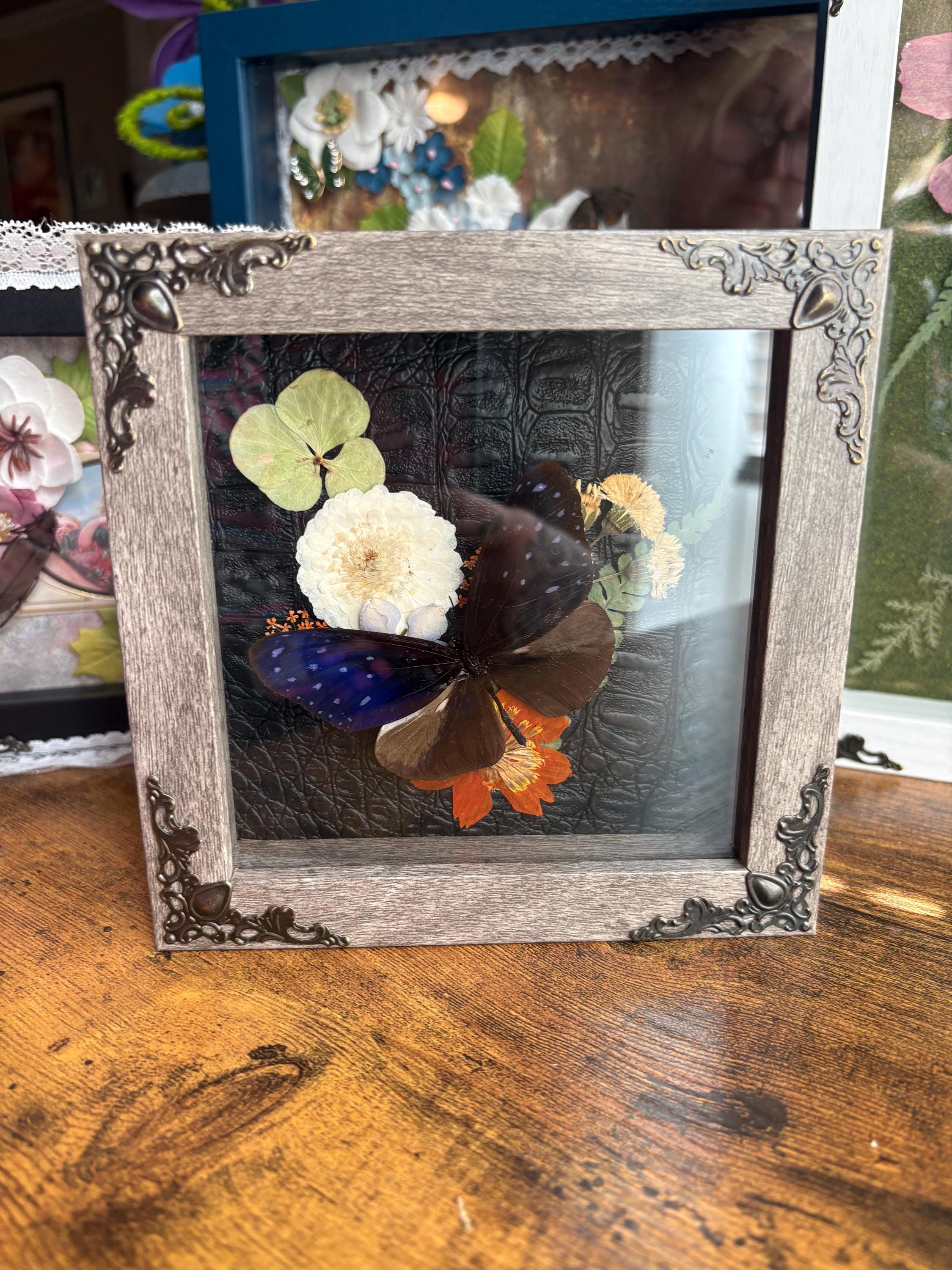 Pinned Butterfly Shadowbox Art – Preserved Insect Display